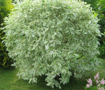 Дёрен ( Элегантиссимо ) - лпх-первомайское.рф