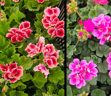 Пеларгония королевская ( нет в наличии) - лпх-первомайское.рф