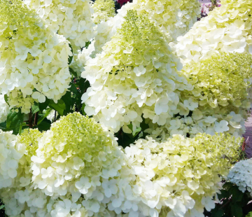  Гортензия "Полярный медведь( Polar Bear)" - лпх-первомайское.рф