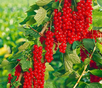 Смородина Ровада - лпх-первомайское.рф