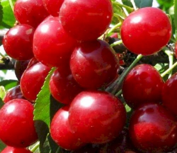 Факел (нет в наличии) - лпх-первомайское.рф