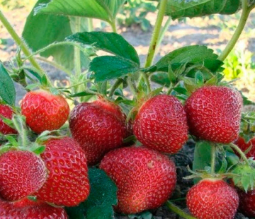 Клубника Джоли - лпх-первомайское.рф