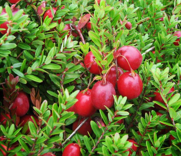 Стивенс (нет в наличии) - лпх-первомайское.рф