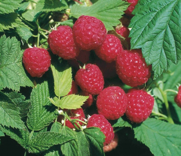 Малина Глен эмпл - лпх-первомайское.рф