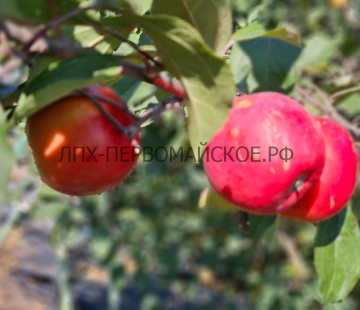 Яблоня Экранное 3х-лет - лпх-первомайское.рф