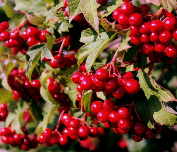 Эликсир - лпх-первомайское.рф