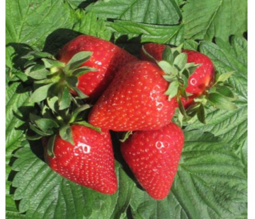 Клубника АМИ (нет в наличии) - лпх-первомайское.рф