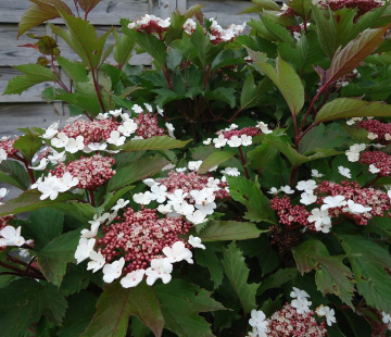  Саржента - лпх-первомайское.рф