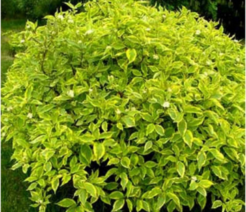 Дёрен ( Шпета ) - лпх-первомайское.рф