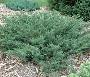 Можжевельник горизонтальный АЛЬПИНА - лпх-первомайское.рф