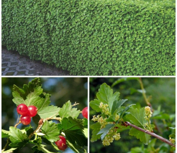 Смородина альпийская - лпх-первомайское.рф