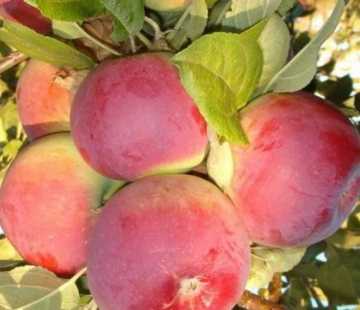 Яблоня Анис свердловский 3х-лет - лпх-первомайское.рф