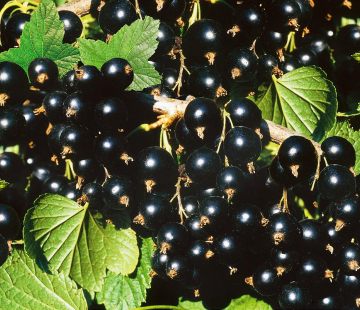 Смородина Глариоза - лпх-первомайское.рф