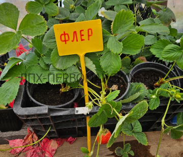 Клубника Флер - лпх-первомайское.рф