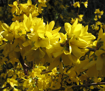 Спектабилис  - лпх-первомайское.рф