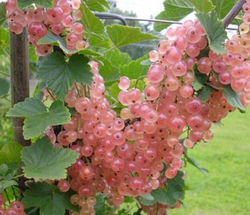 Смородина Мускат розовый( нет в наличии) - лпх-первомайское.рф