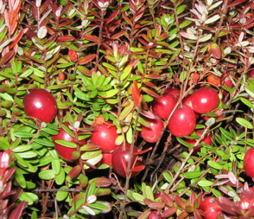 Пилигрим (нет в наличии) - лпх-первомайское.рф