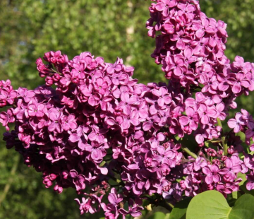 Памяти Людвига Шпета - лпх-первомайское.рф