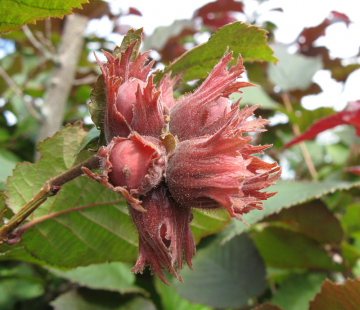 Фундук ( Сахарный) ( нет в наличии) - лпх-первомайское.рф