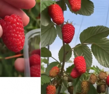 Малина Глен ди - лпх-первомайское.рф