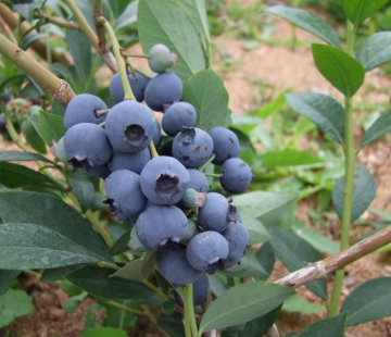 Мидер - лпх-первомайское.рф