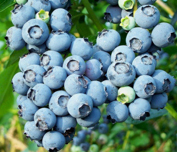 Блюкроп - лпх-первомайское.рф