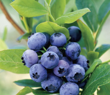 Голдтраубе - лпх-первомайское.рф