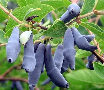 Гордость бакчара - лпх-первомайское.рф