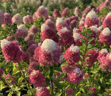 Гортензия "Строберри Блоссом" - лпх-первомайское.рф