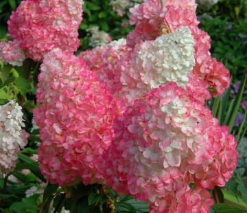 Гортензия "Ванилла  Фрайз " - лпх-первомайское.рф