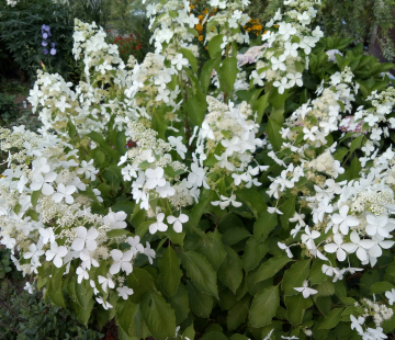 Гортензия "Левана" - лпх-первомайское.рф