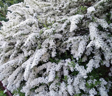Спирея серая ( Грефшейм) - лпх-первомайское.рф