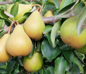 Груша Нежность - лпх-первомайское.рф