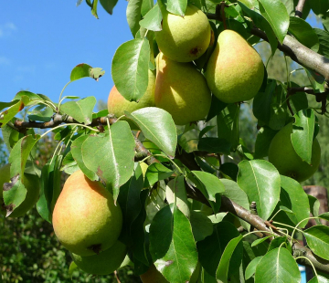 Груша Пермячка - лпх-первомайское.рф