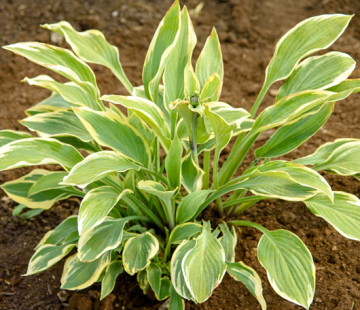 Хоста ( Йеллоу сплеш рим)   - лпх-первомайское.рф