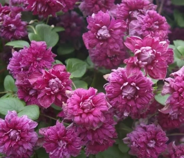 Плена элеганс (нет в наличии) - лпх-первомайское.рф