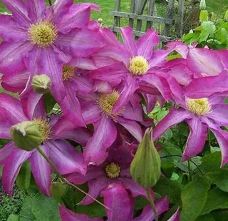 Какио пинк - лпх-первомайское.рф