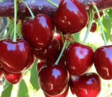 Ивановна(нет в наличии) - лпх-первомайское.рф