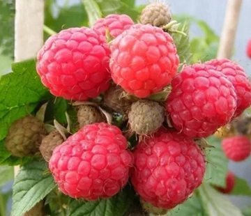 Малина Глен долл - лпх-первомайское.рф