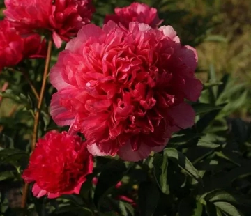 Команд перфоманс - лпх-первомайское.рф