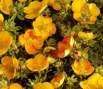 Танжерин - лпх-первомайское.рф