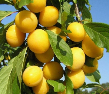 Подарок санкт петербургу - лпх-первомайское.рф