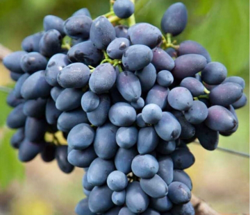 Виноград Надежда ( нет в наличии) - лпх-первомайское.рф