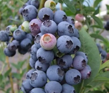 Блюэтта - лпх-первомайское.рф