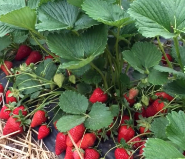 Клубника Мальга (нет в наличичи) - лпх-первомайское.рф