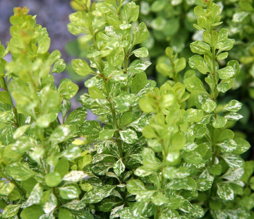 Пау- Вау ( Тунберга) - лпх-первомайское.рф