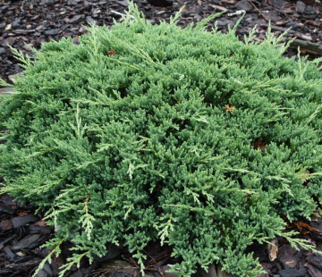 Можжевельник горизонтальный ПРИНЦ УЭЛЬСКИЙ ( нет в наличии) - лпх-первомайское.рф