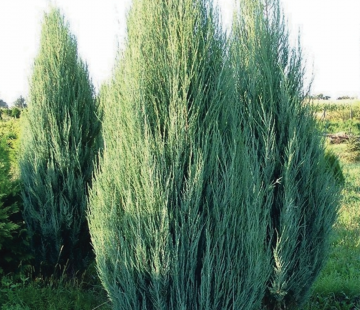 Можжевельник скальный СКАЙРОКЕТ - лпх-первомайское.рф