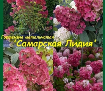 Гортензия "Самарская Лидия" - лпх-первомайское.рф