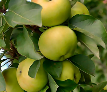 Диалог  - лпх-первомайское.рф